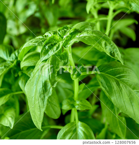 Juicy green basil growing in a pot, large green basil leaves can be used as a background for a culinary theme 128007656