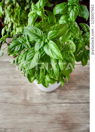 Green basil growing in a white pot on a wooden table, juicy large green basil leaves, photo can be used as a background for a culinary theme Green basil growing in a white pot on a wooden table, juicy large green basil leaves, photo can be used as a background for a culinary theme 128007662