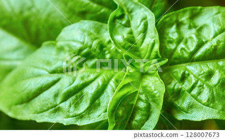 Background of juicy green basil leaves, can be used for culinary themes, green basil growing in a pot Background of juicy green basil leaves, can be used for culinary themes, green basil growing in a pot 128007673