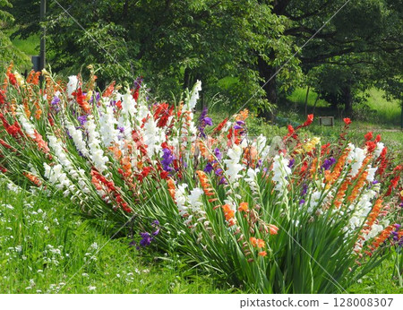 公園裡種植的彩色劍蘭 公園裡種植的彩色劍蘭 128008307