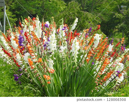 Colorful gladioli planted in the park 128008308