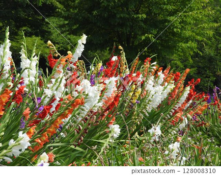 公園裡種植的彩色劍蘭 公園裡種植的彩色劍蘭 128008310