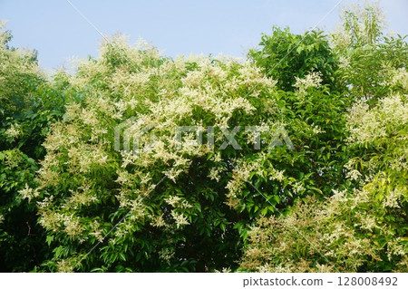 盛開的串珠女貞花 盛開的串珠女貞花 128008492