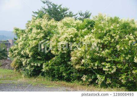 盛開的串珠女貞花 盛開的串珠女貞花 128008493