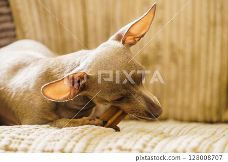 Little dog sitting on couch Little dog sitting on couch 128008707
