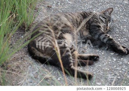 Tabby cat playing on embankment 128008925
