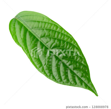 A close-up of vibrant green leaves on a white background A close-up of vibrant green leaves on a white background 128008978