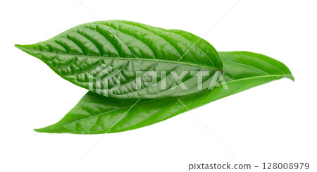 A close-up of vibrant green leaves on a white background A close-up of vibrant green leaves on a white background 128008979