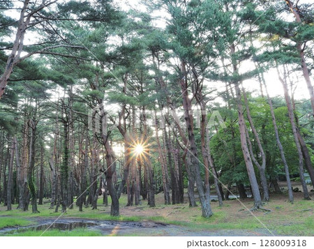 山梨縣,森林中的朝陽,本棲湖露營地,六月 山梨縣,森林中的朝陽,本棲湖露營地,六月 128009318