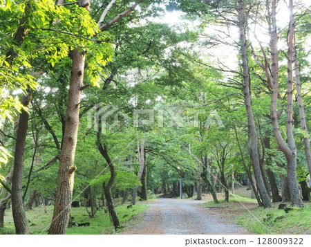山梨縣森林浴場本棲湖露營地 6月 128009322