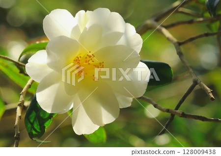 White camellia White camellia 128009438