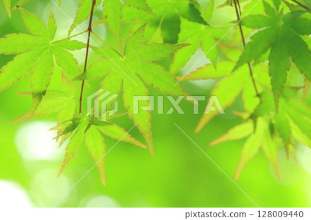 新鮮的綠色楓葉（春天圖像） 128009440