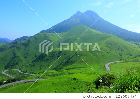 Fresh greenery on Mount Yufu (Yufuin Town, Yufu City) 128009454
