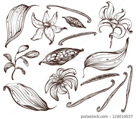 Vanilla Flowers And Pods Vector Line Set Vanilla Flowers And Pods Vector Line Set 128010037