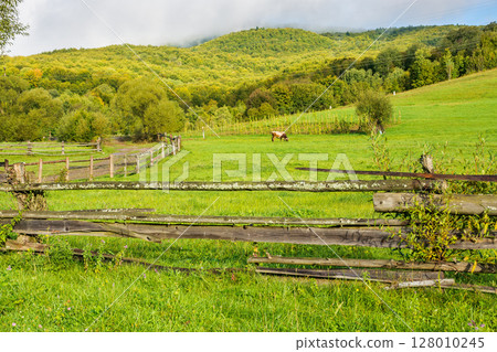 rural landscape with field and forested hill. organic pasture. country road winding along the wooden fence near meadow. cow grazing near arable. sunny morning after the rain in september rural landscape with field and forested hill. organic pasture. country road winding along the wooden fence near meadow. cow grazing near arable. sunny morning after the rain in september 128010245