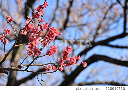 東京都世田谷區梅丘羽木公園的梅林 128010530