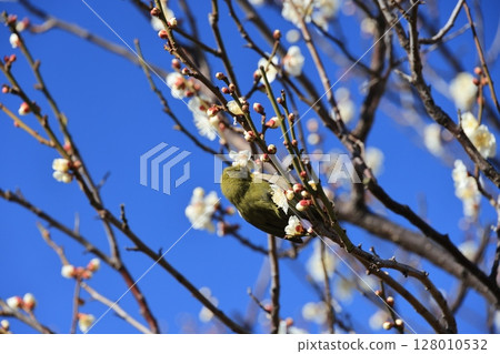 東京都世田谷區梅丘羽木公園的梅林與日本鶯 128010532