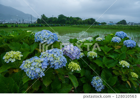 開成繡球花村:梅雨季節盛開的繡球花村景 開成繡球花村:梅雨季節盛開的繡球花村景 128010563