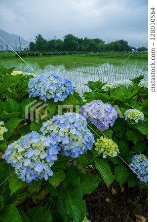 開成繡球花村:梅雨季節盛開的繡球花村景 開成繡球花村:梅雨季節盛開的繡球花村景 128010564