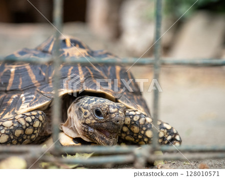 Vigan, Philippines Vigan, Philippines 128010571