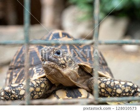 菲律賓維甘 128010573