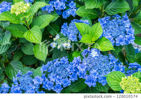 藍色繡球花 128010574