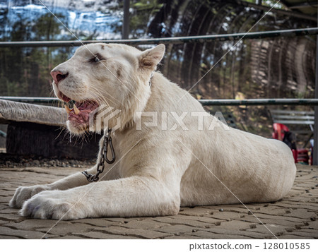 菲律賓維甘 128010585