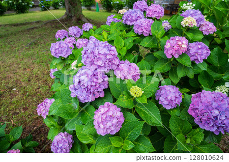 Hydrangea flower rainy season image Hydrangea flower rainy season image 128010624