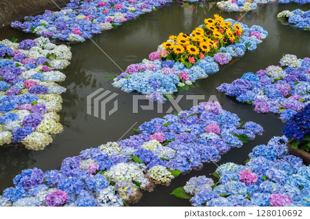 繡球池 繡球藝術開成繡球節 128010692