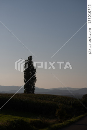 Clear twilight sky and poplars on the hill Biei Town Clear twilight sky and poplars on the hill Biei Town 128010743