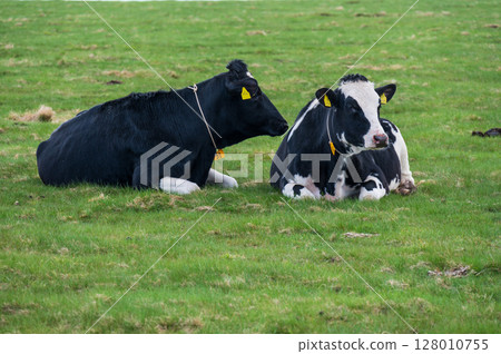 Cattle grazing at Utsukushigahara Ranch 128010755