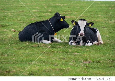 Cattle grazing at Utsukushigahara Ranch Cattle grazing at Utsukushigahara Ranch 128010758