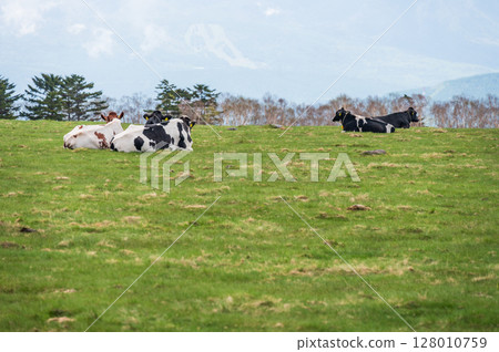 Cattle grazing at Utsukushigahara Ranch Cattle grazing at Utsukushigahara Ranch 128010759