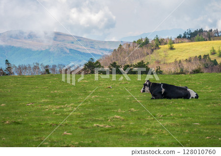 Cattle grazing at Utsukushigahara Ranch Cattle grazing at Utsukushigahara Ranch 128010760