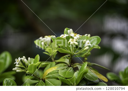 Pittosporum tobira flower (Pittosporum tobira flower) Pittosporum tobira flower (Pittosporum tobira flower) 128010794