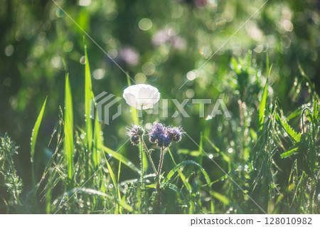 sparkling white flowers 128010982
