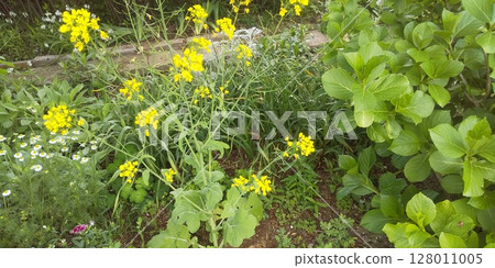 六月盛開的黃色蘿蔔花和繡球花 128011005