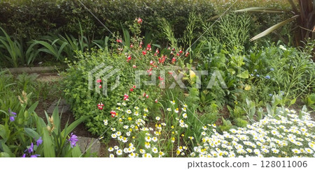 洋甘菊、北極花、鋸緣青花和櫻桃鼠尾草 128011006