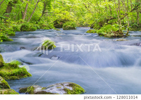 "Aomori Prefecture" Scenery of the Oirase Gorge in early summer, Towada City 128011014