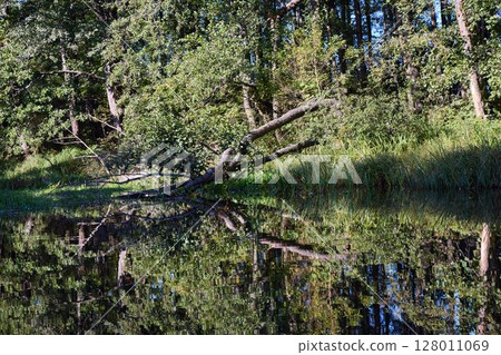 Tranquil Forest Lake with Fallen Trees Reflection 128011069