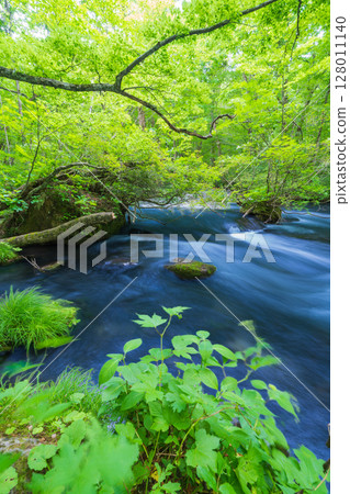 "Aomori Prefecture" Scenery of the Oirase Gorge in early summer, Towada City 128011140