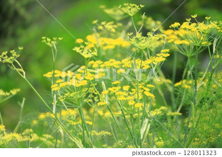Fennel flowers in full bloom 128011323