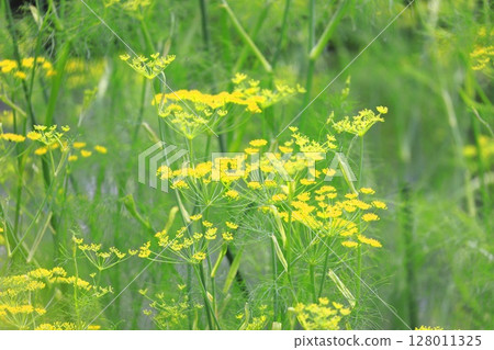 茴香花盛開 128011325
