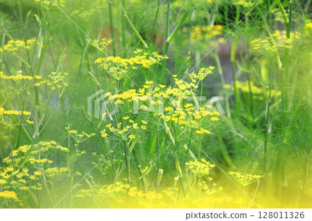 茴香花盛開 128011326