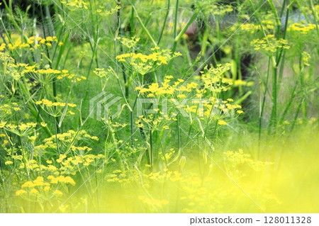 Fennel flowers in full bloom 128011328