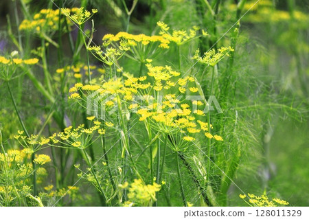 茴香花盛開 128011329