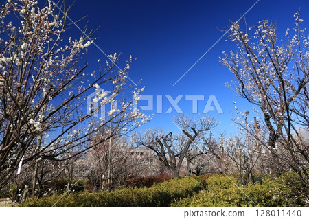Scenery of the plum grove at Hanegi Park in Umegaoka, Setagaya Ward, Tokyo 128011440