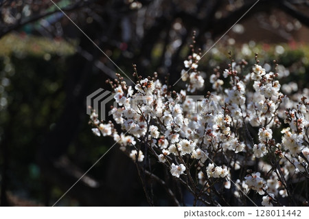 東京世田谷區梅丘羽木公園梅林裡的梅枝 128011442