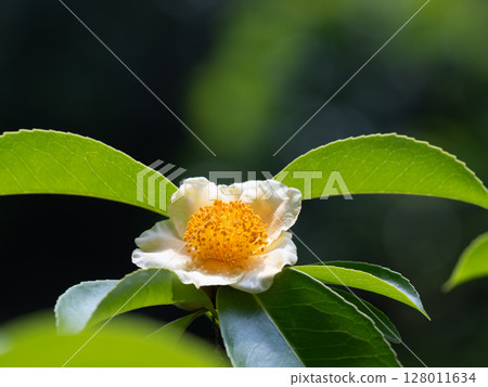 Pyrenaria spectabilis flower resembles a large fried egg 128011634