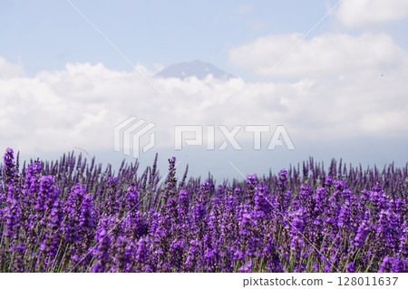lavender lavender 128011637